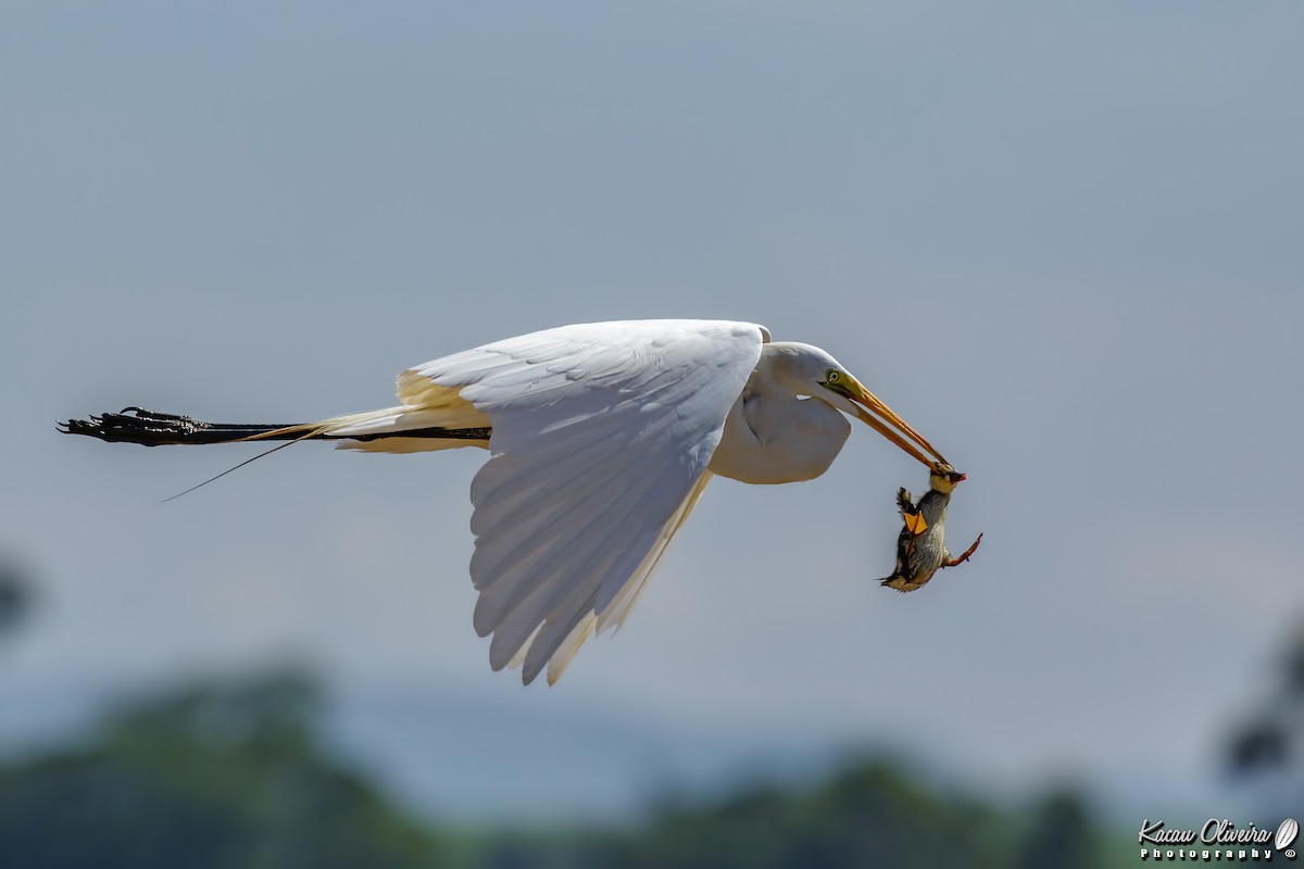 Great Egret - ML47321911