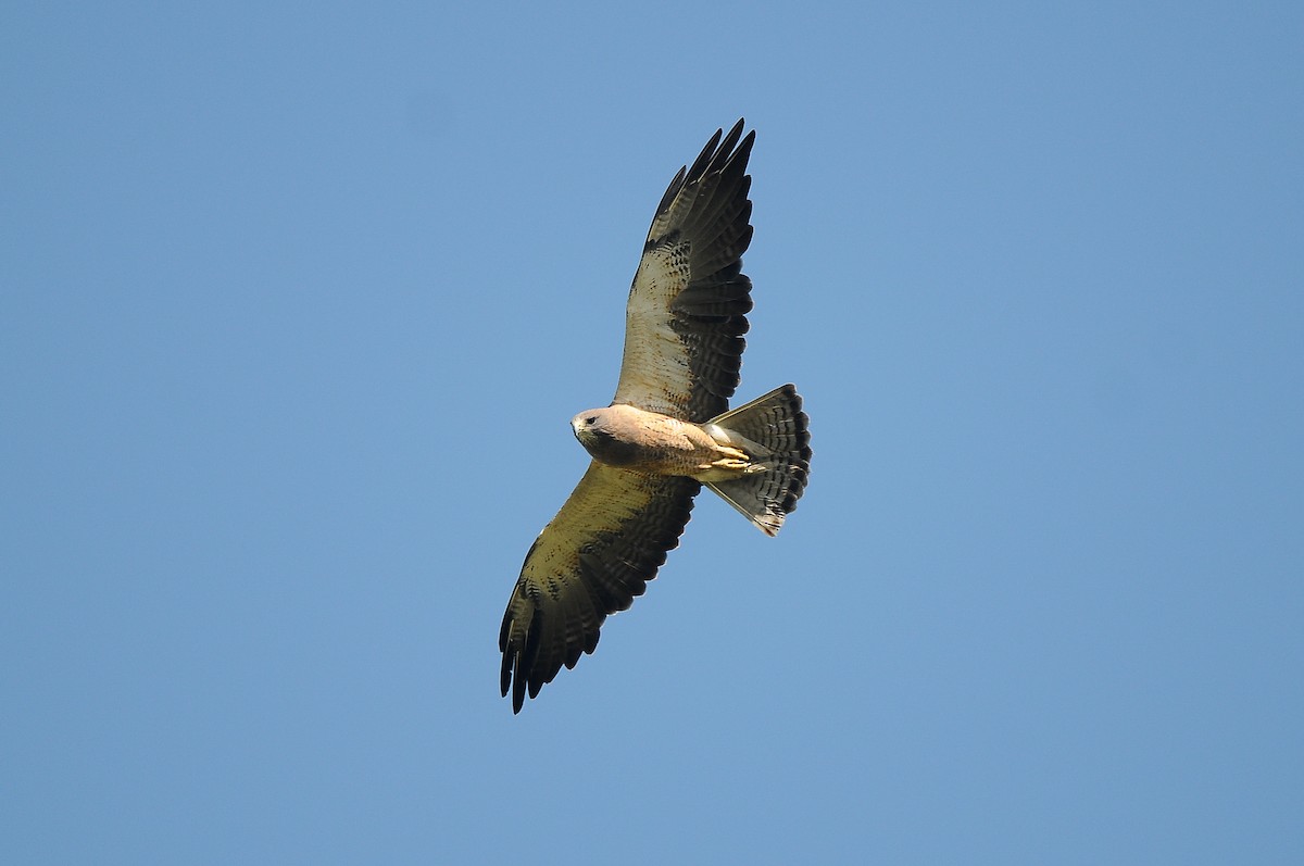 Swainson's Hawk - ML473219911