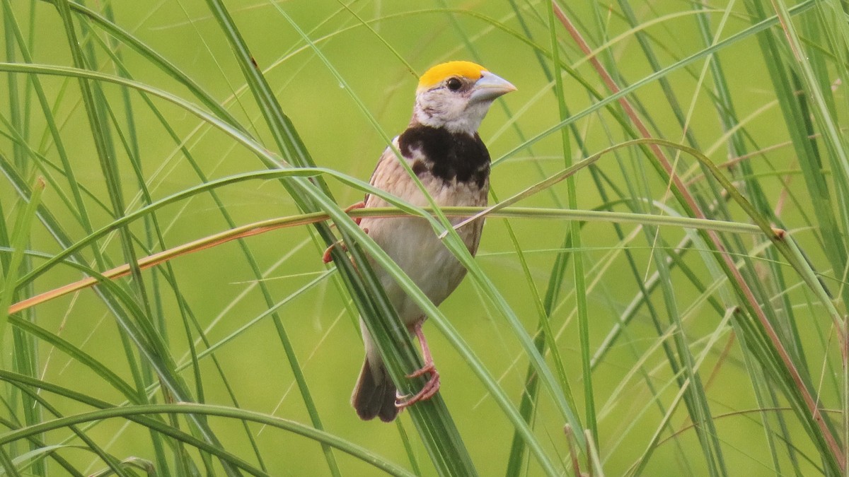 Black-breasted Weaver - karthick hari