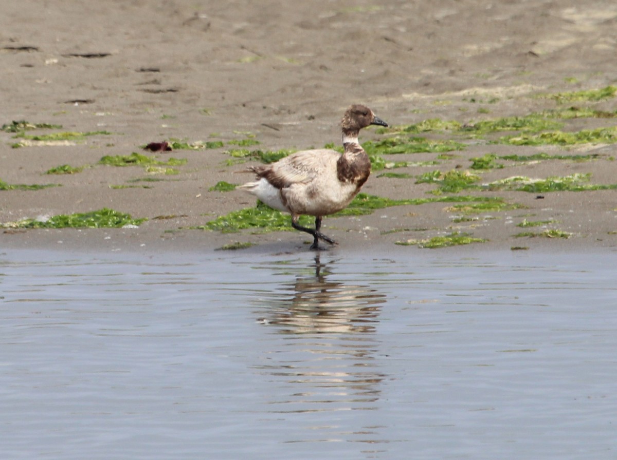 Brant - ML473220171