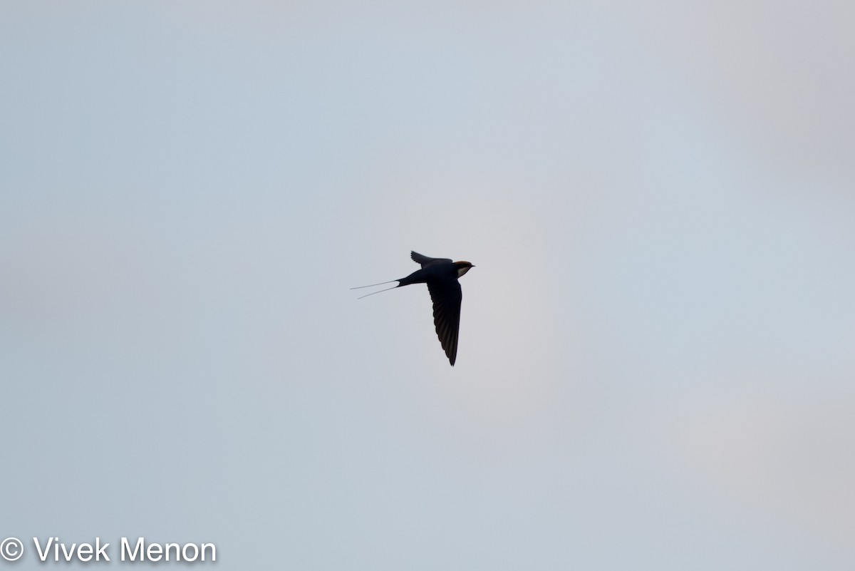 Wire-tailed Swallow - Vivek Menon