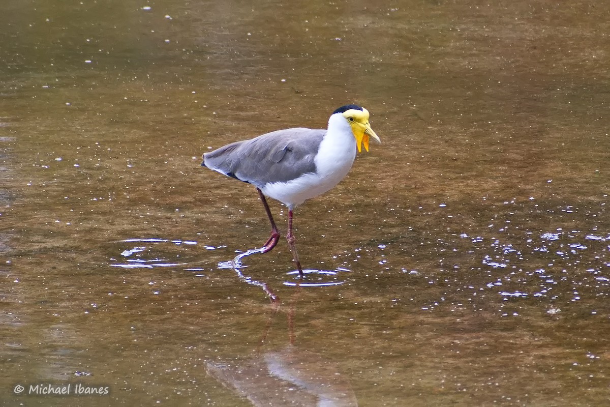 Masked Lapwing - Michael Ibanes