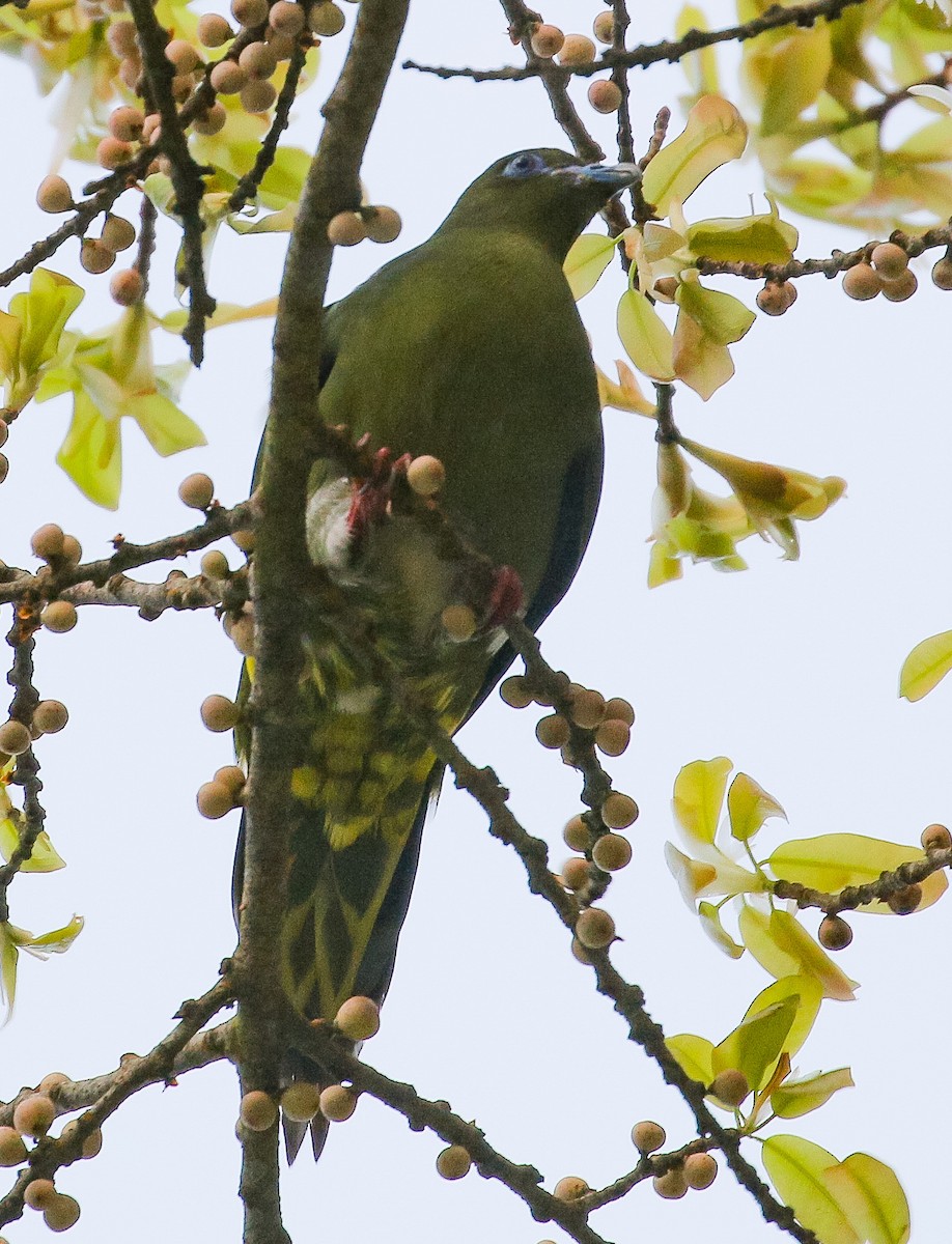 Yellow-vented Green-Pigeon - ML473221871