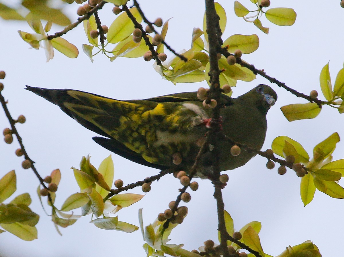 Yellow-vented Green-Pigeon - ML473221891