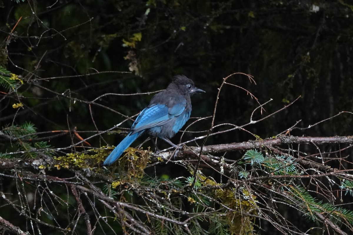 Steller's Jay - ML473221901