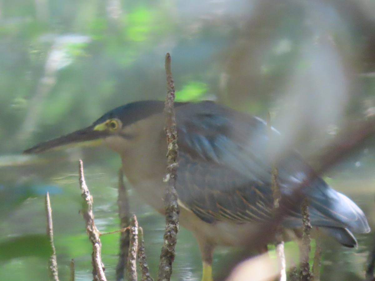 Striated Heron - ML473222661