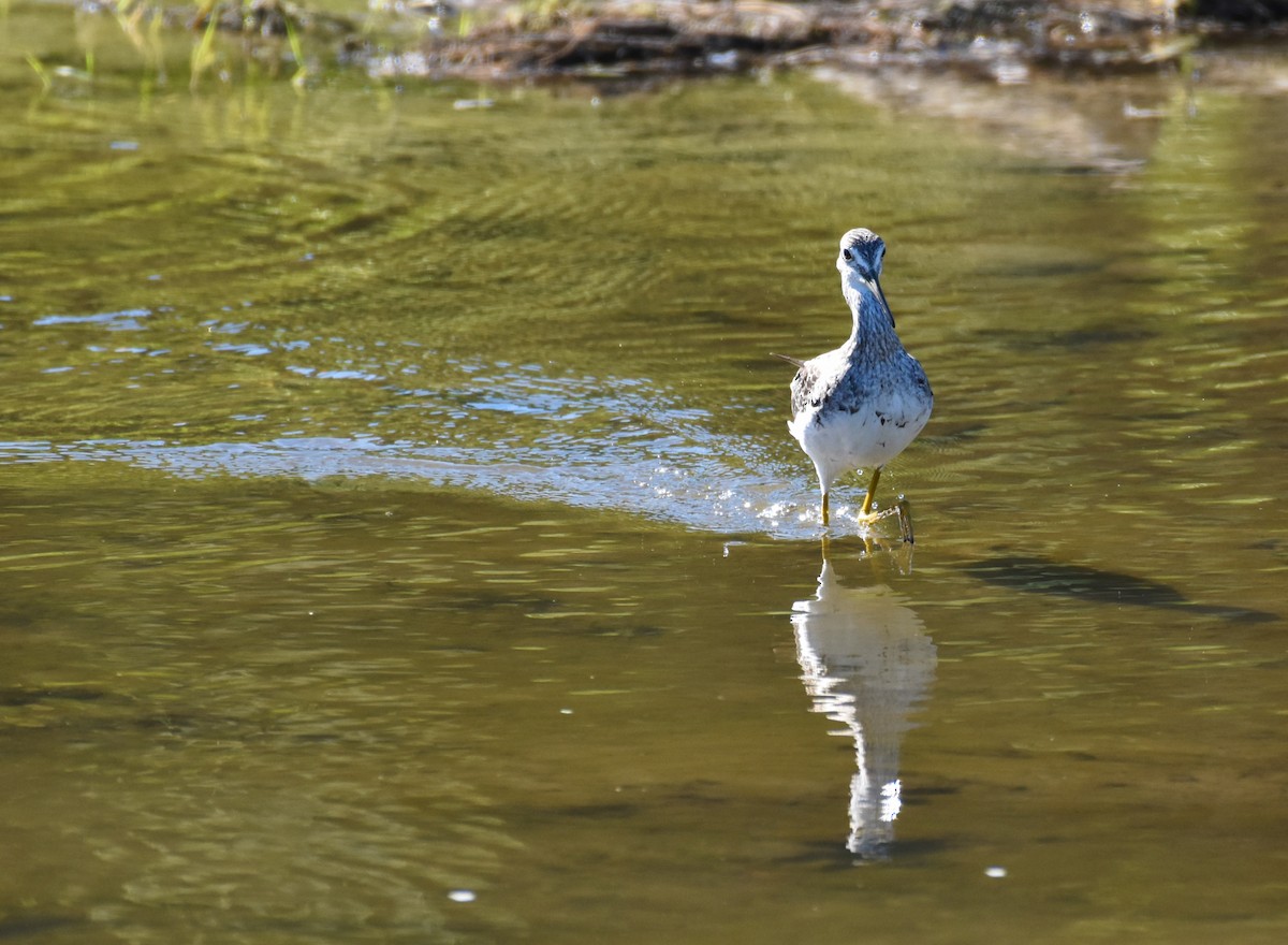 Greater Yellowlegs - ML473224181