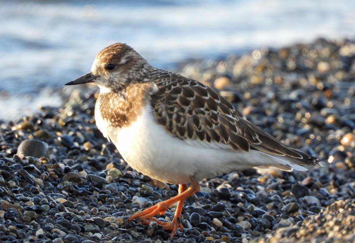 Ruddy Turnstone - ML473224591