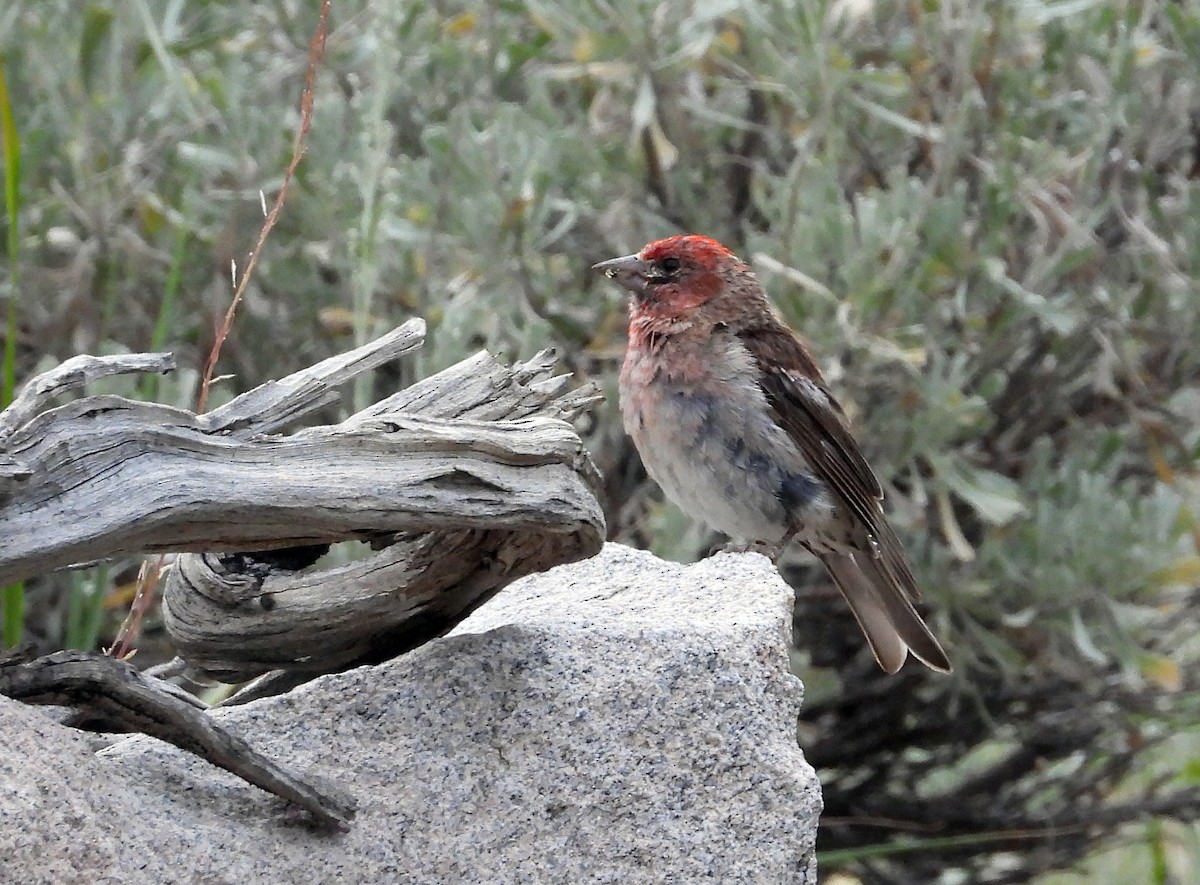 Cassin's Finch - ML473225221