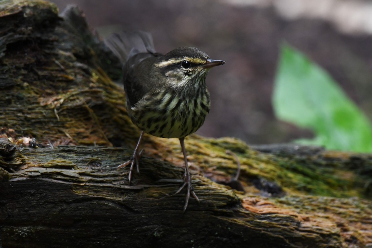 Northern Waterthrush - Timothy Piranian