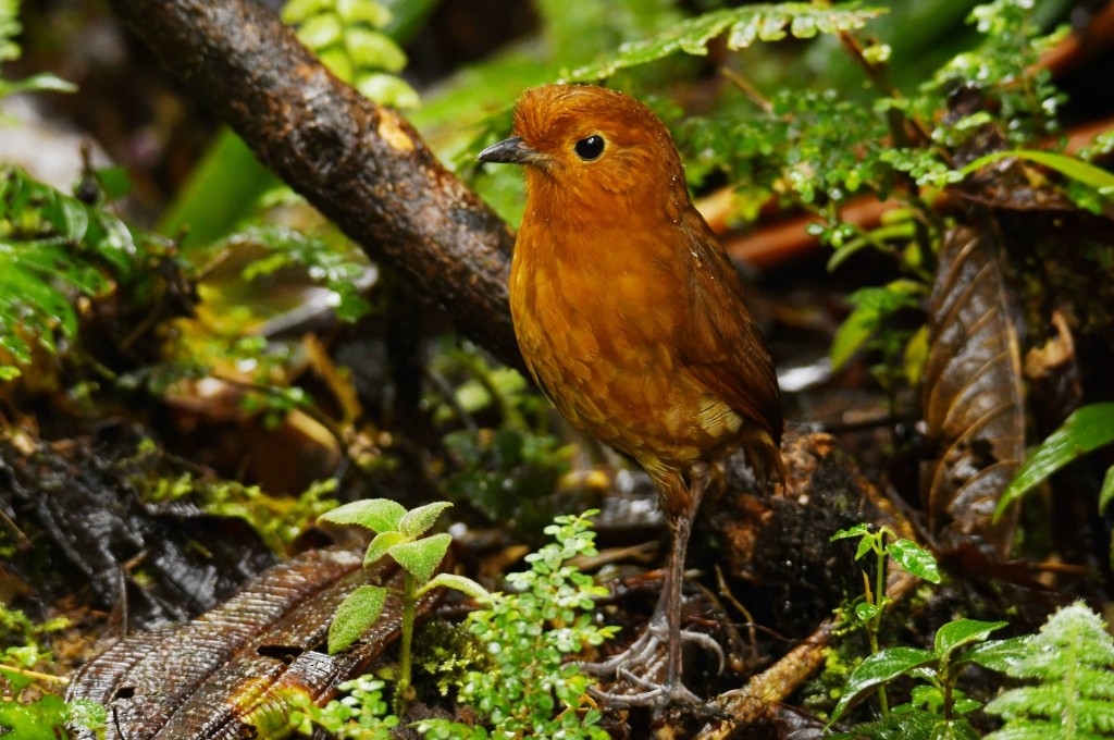 Equatorial Antpitta - ML473225791