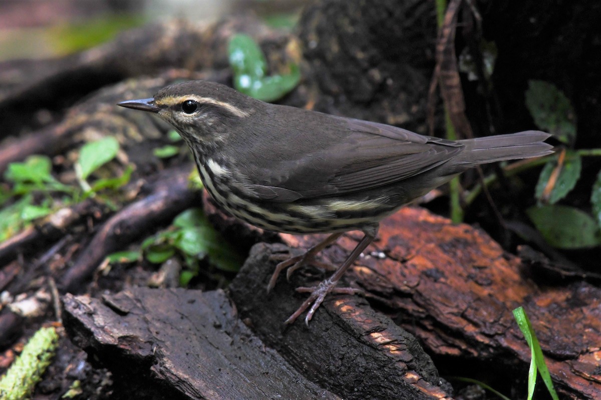 Northern Waterthrush - Timothy Piranian