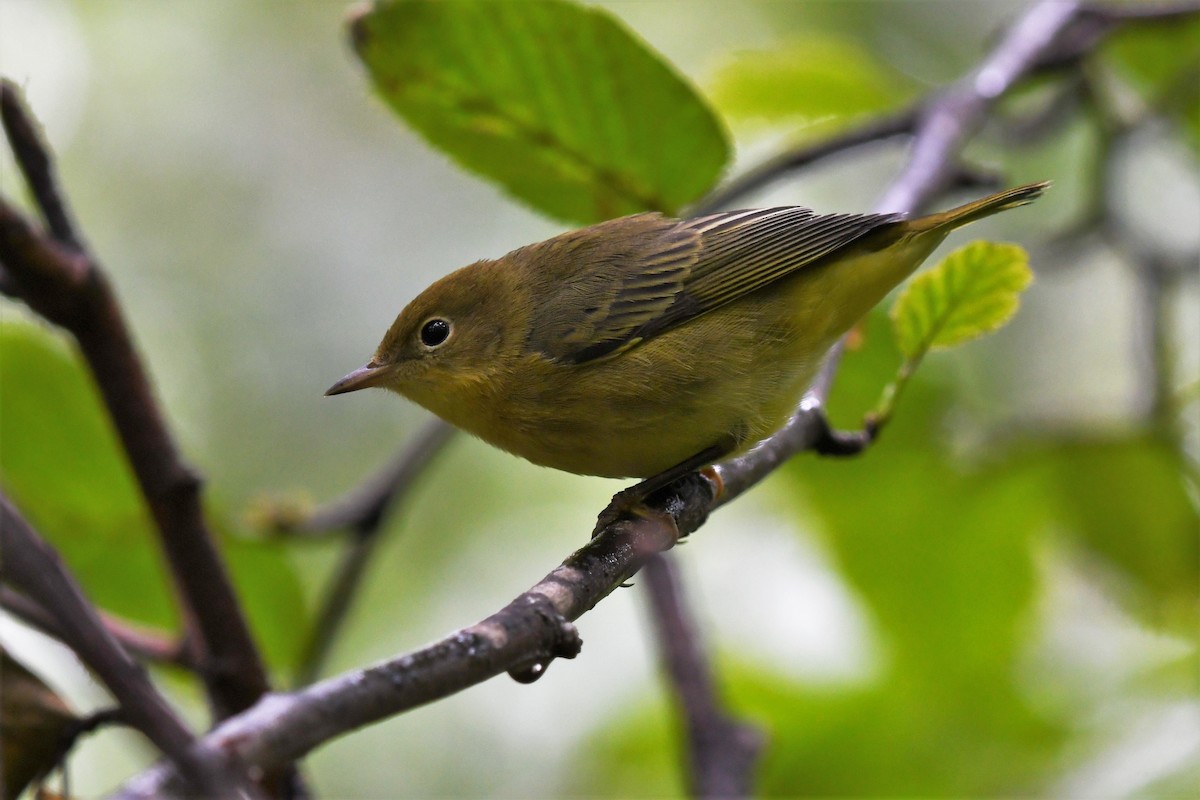 Yellow Warbler - ML473225991