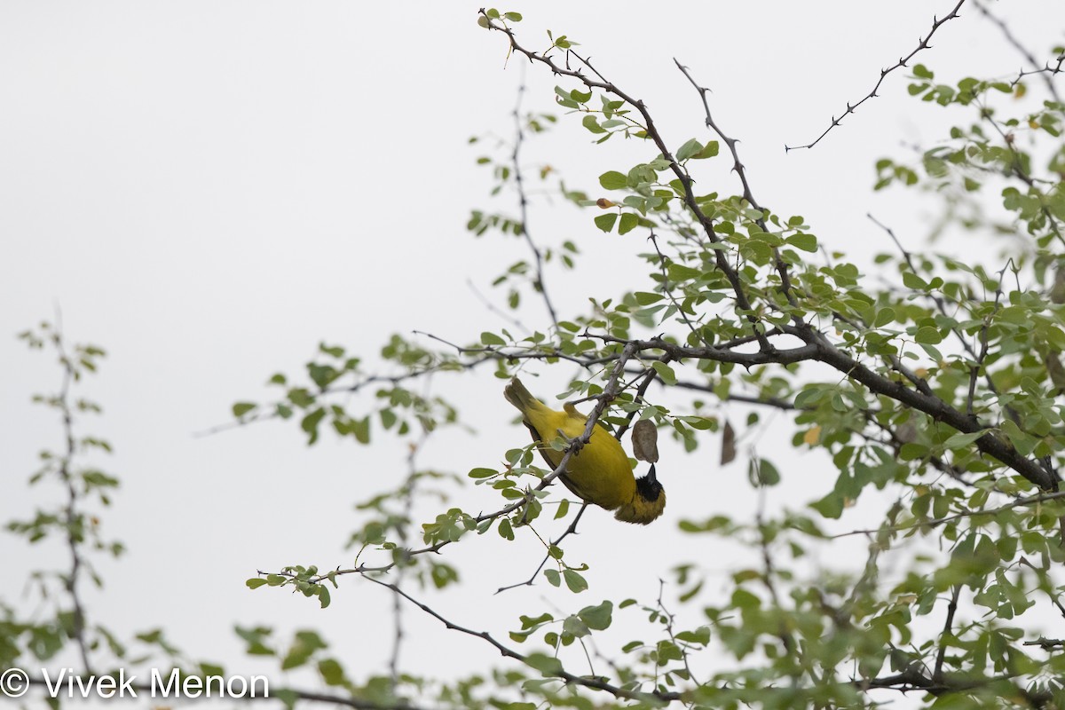 Little Weaver - Vivek Menon