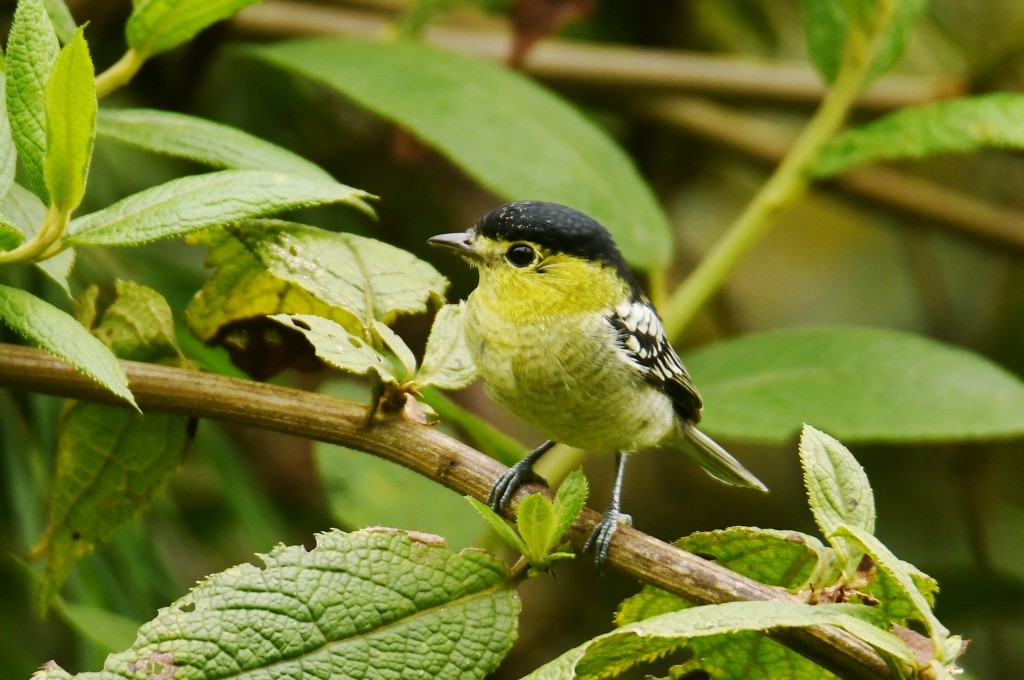 Barred Becard - Johannes Pfleiderer