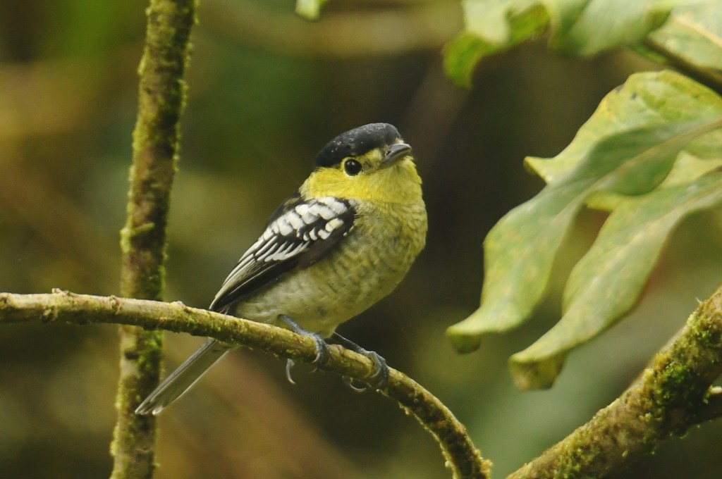 Barred Becard - Johannes Pfleiderer