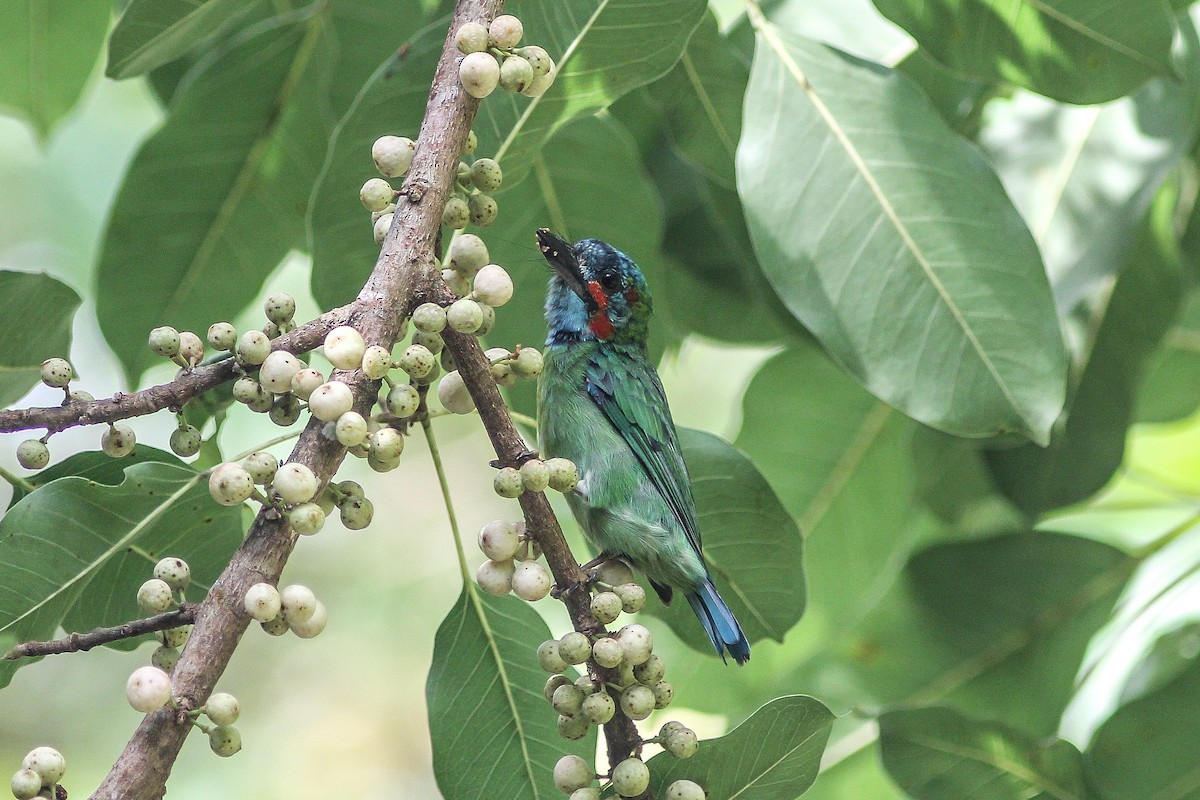 Blue-eared Barbet - ML473227121