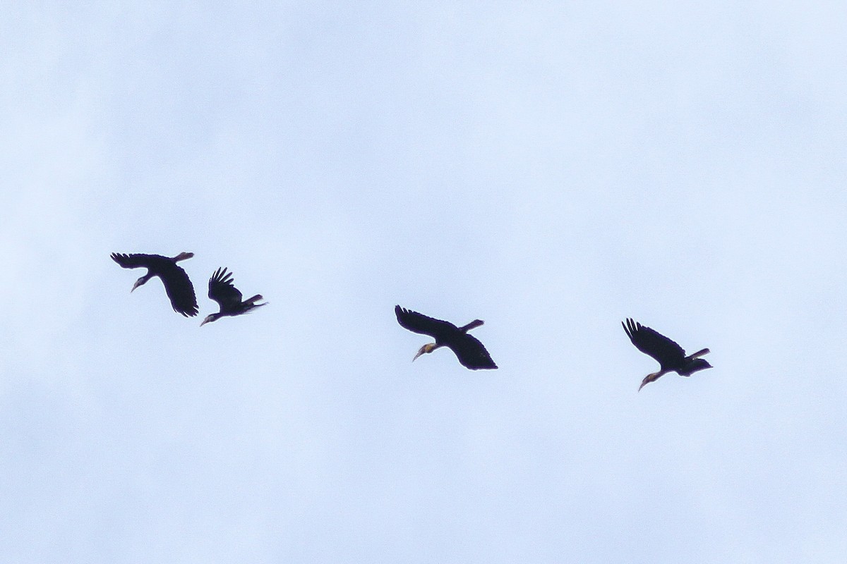 Plain-pouched Hornbill - ML473227161
