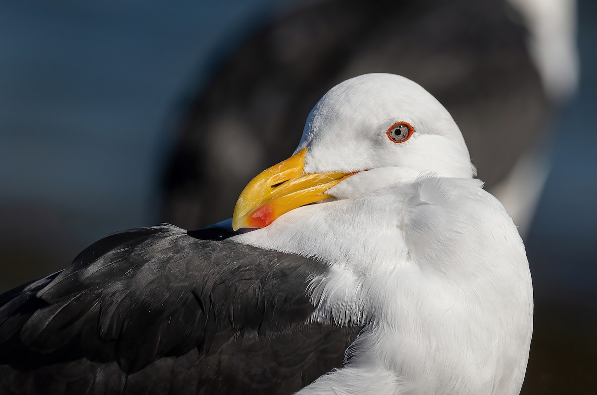 Kelp Gull - Martin Anderson