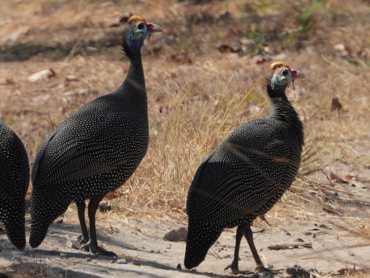 Helmeted Guineafowl - ML473229761