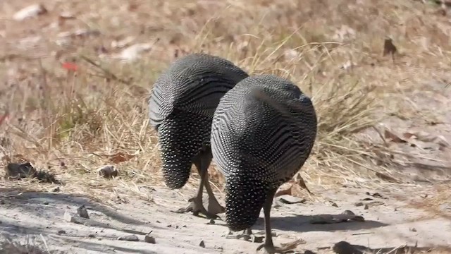 Helmeted Guineafowl - ML473229781