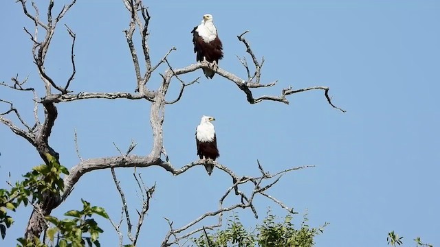 Schreiseeadler - ML473229811