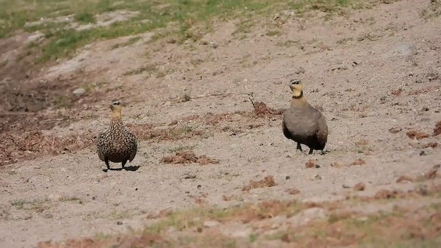 Yellow-throated Sandgrouse - ML473231021