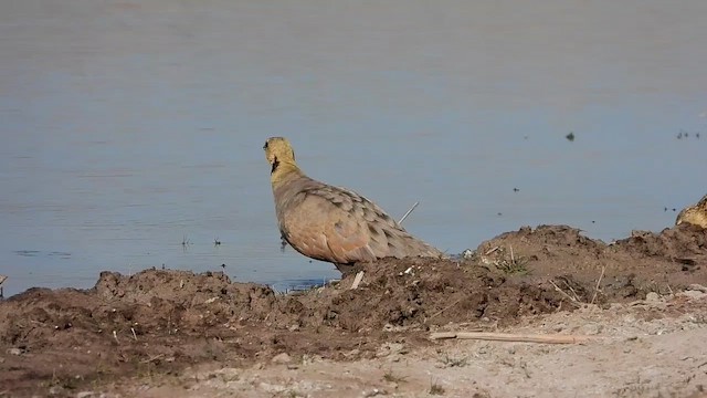 Yellow-throated Sandgrouse - ML473231031