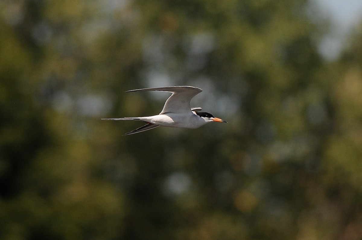 Forster's Tern - ML473231201