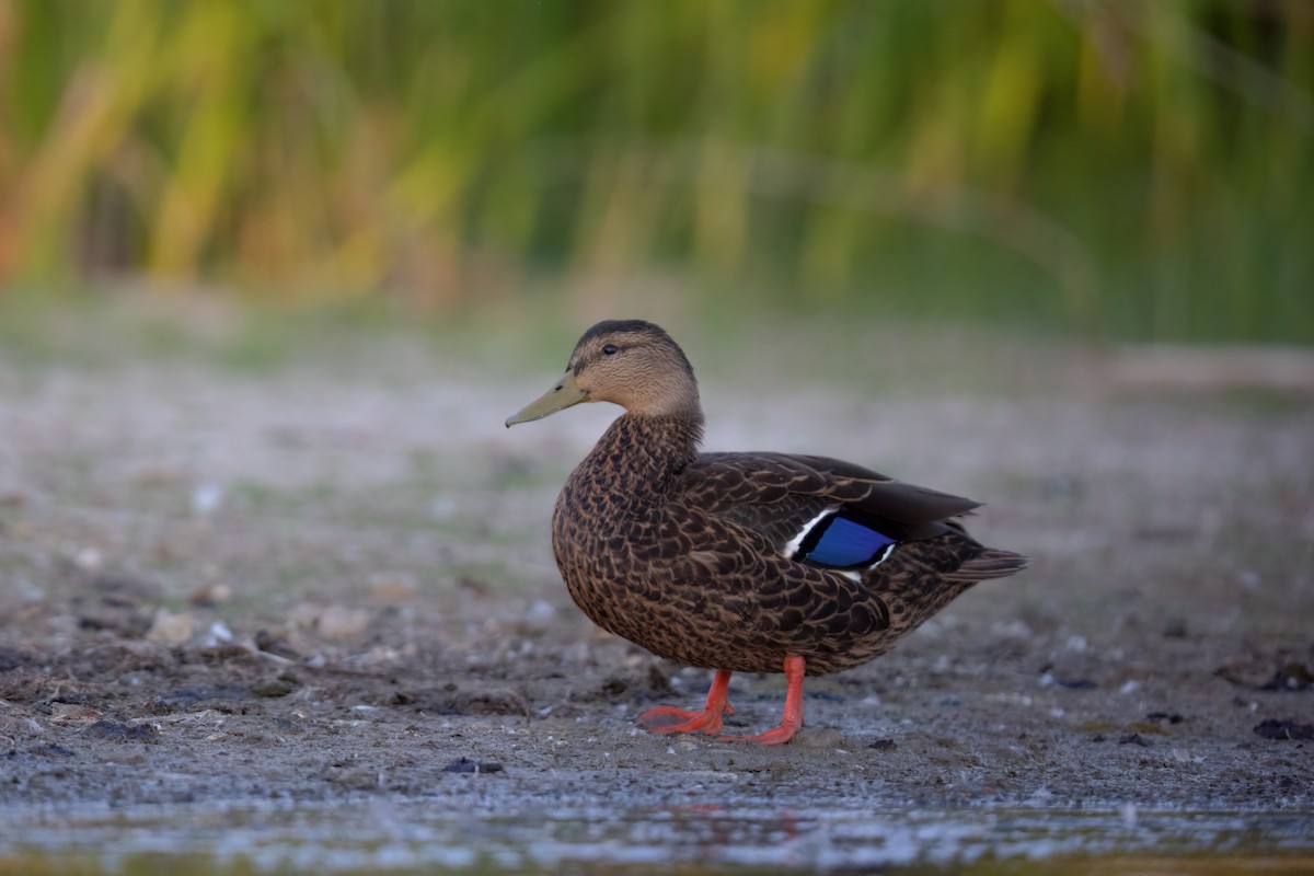 Mexican Duck - ML473232631