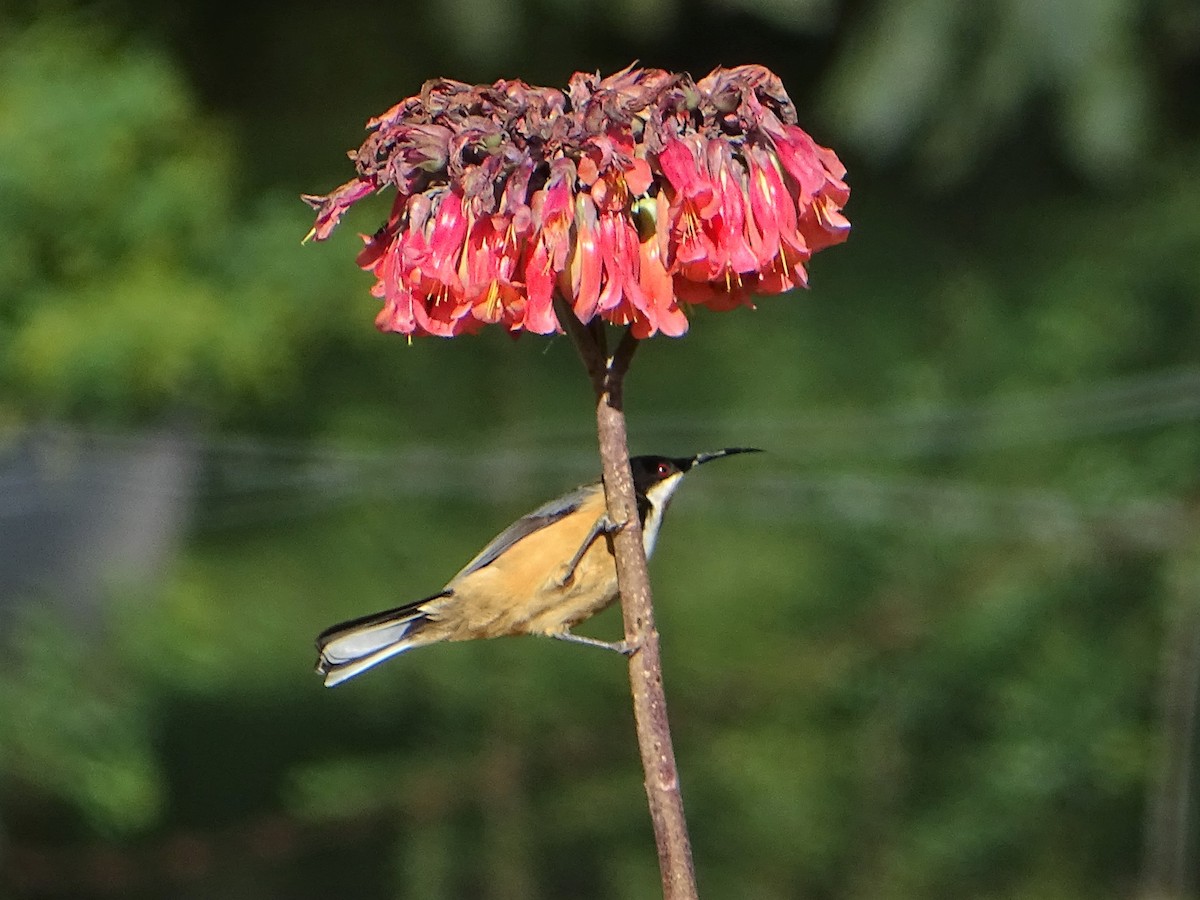 Eastern Spinebill - ML473232891