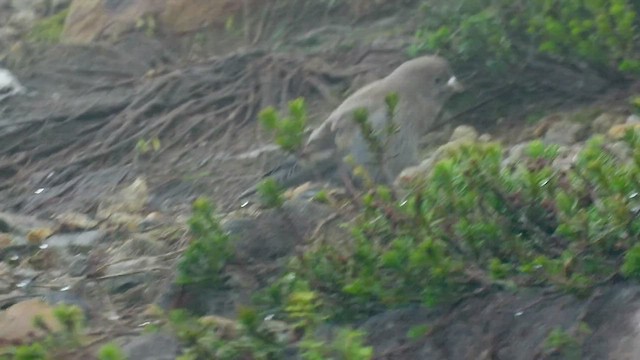 grånakkefjellfink (littoralis) - ML473233351