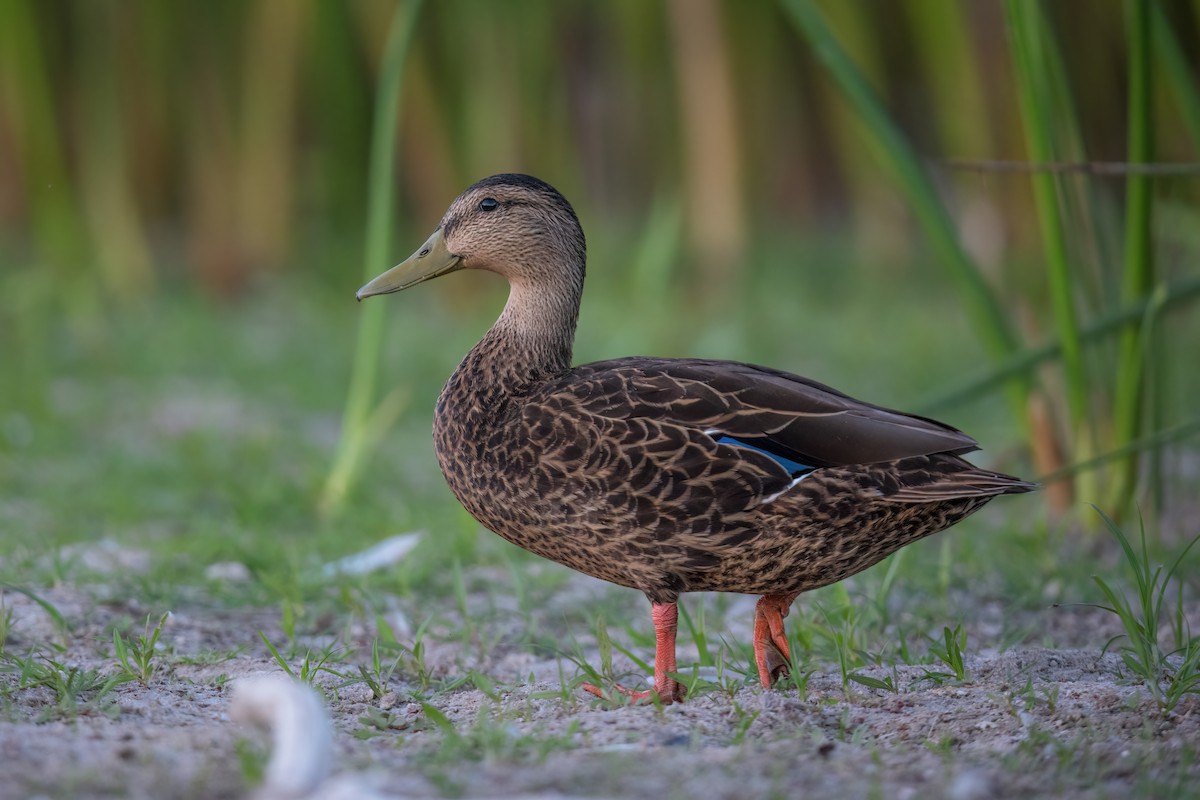 Mexican Duck - ML473233451
