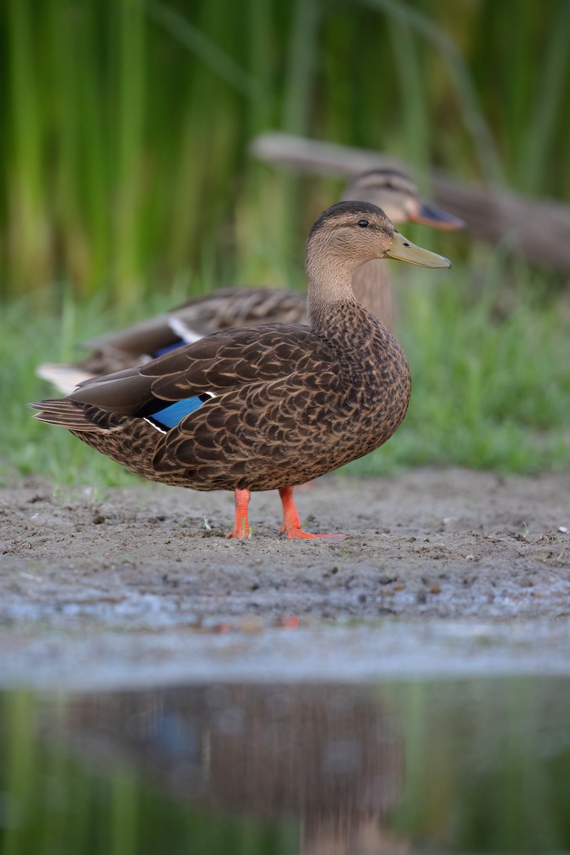 Mexican Duck - ML473233481