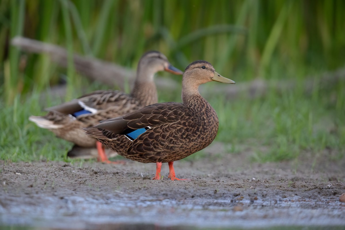 Mexican Duck - ML473233491