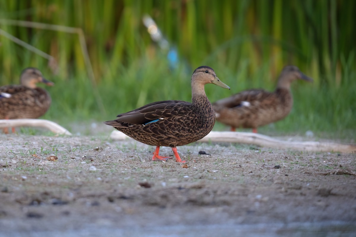 Mexican Duck - ML473233671