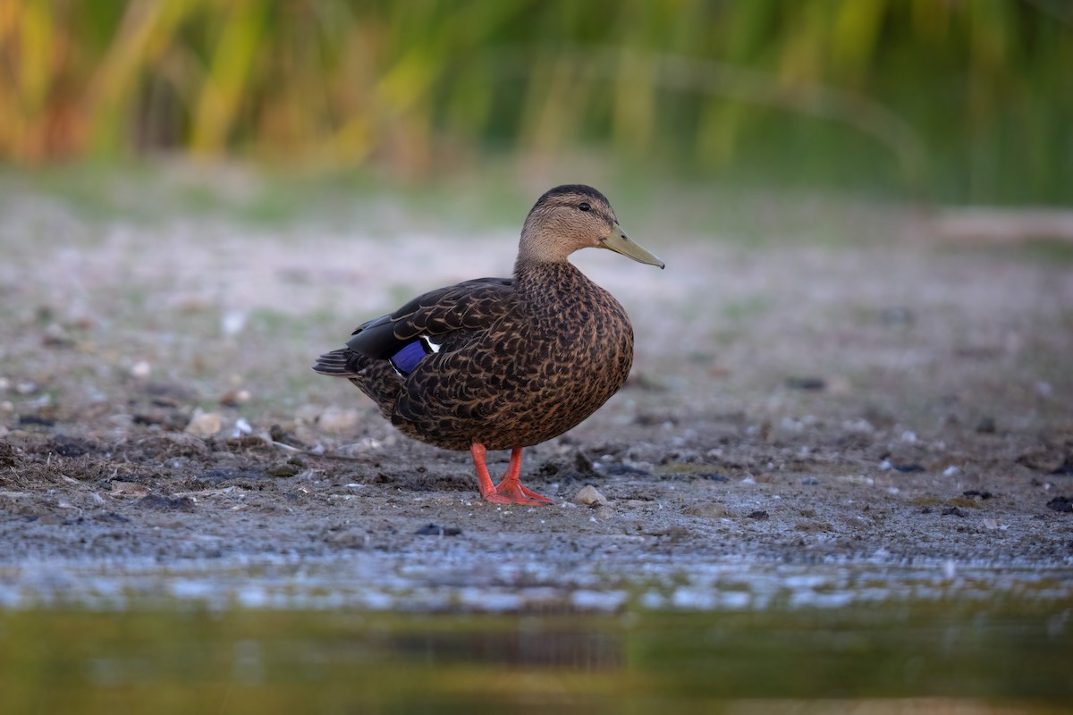 Mexican Duck - ML473233681