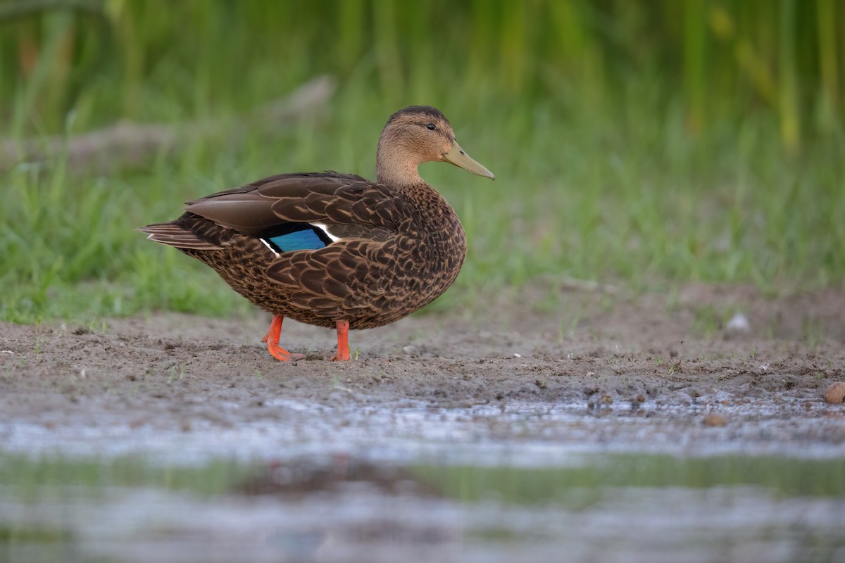 Mexican Duck - ML473233691