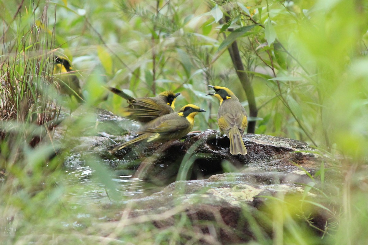 Yellow-tufted Honeyeater - ML473234371