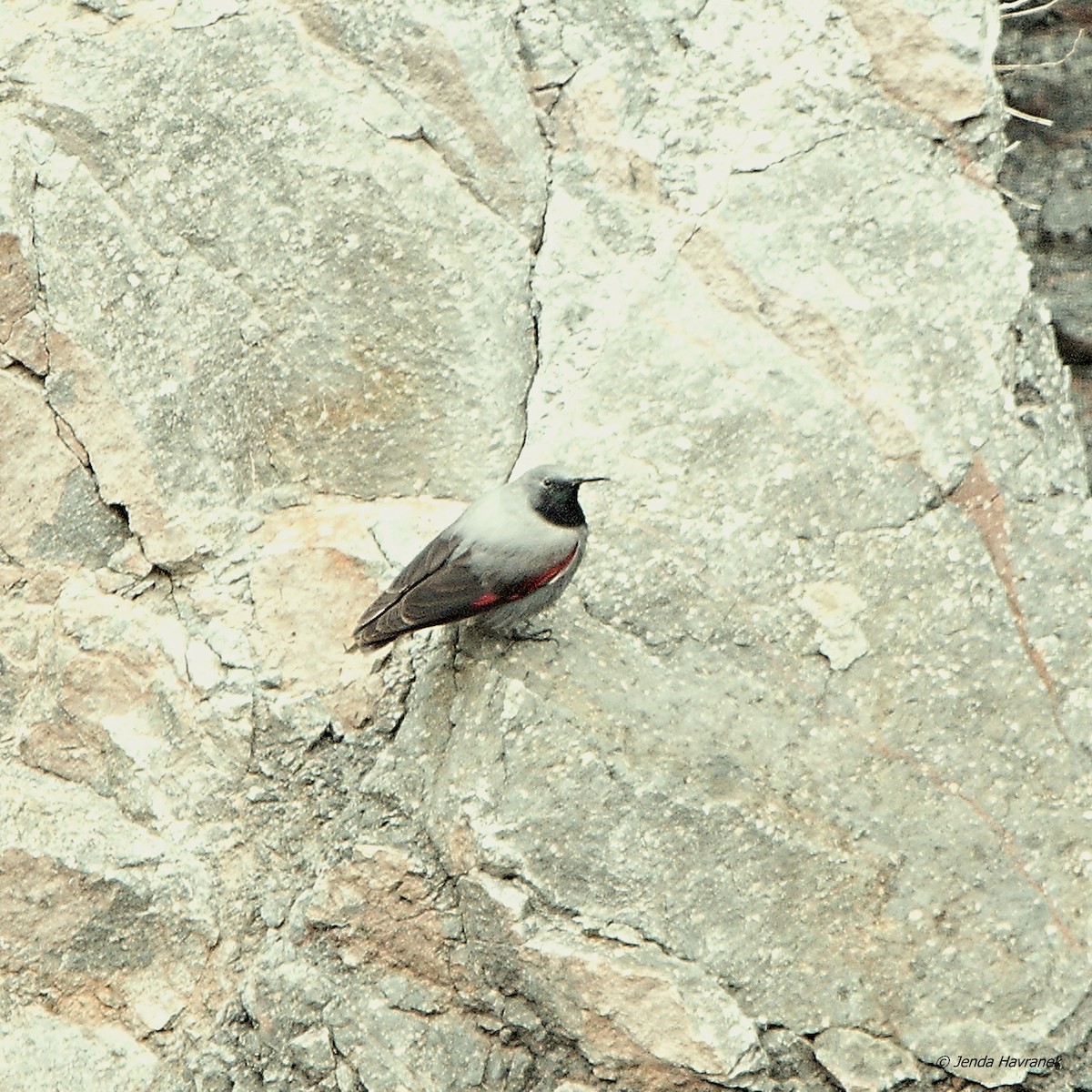 Wallcreeper - ML473234391