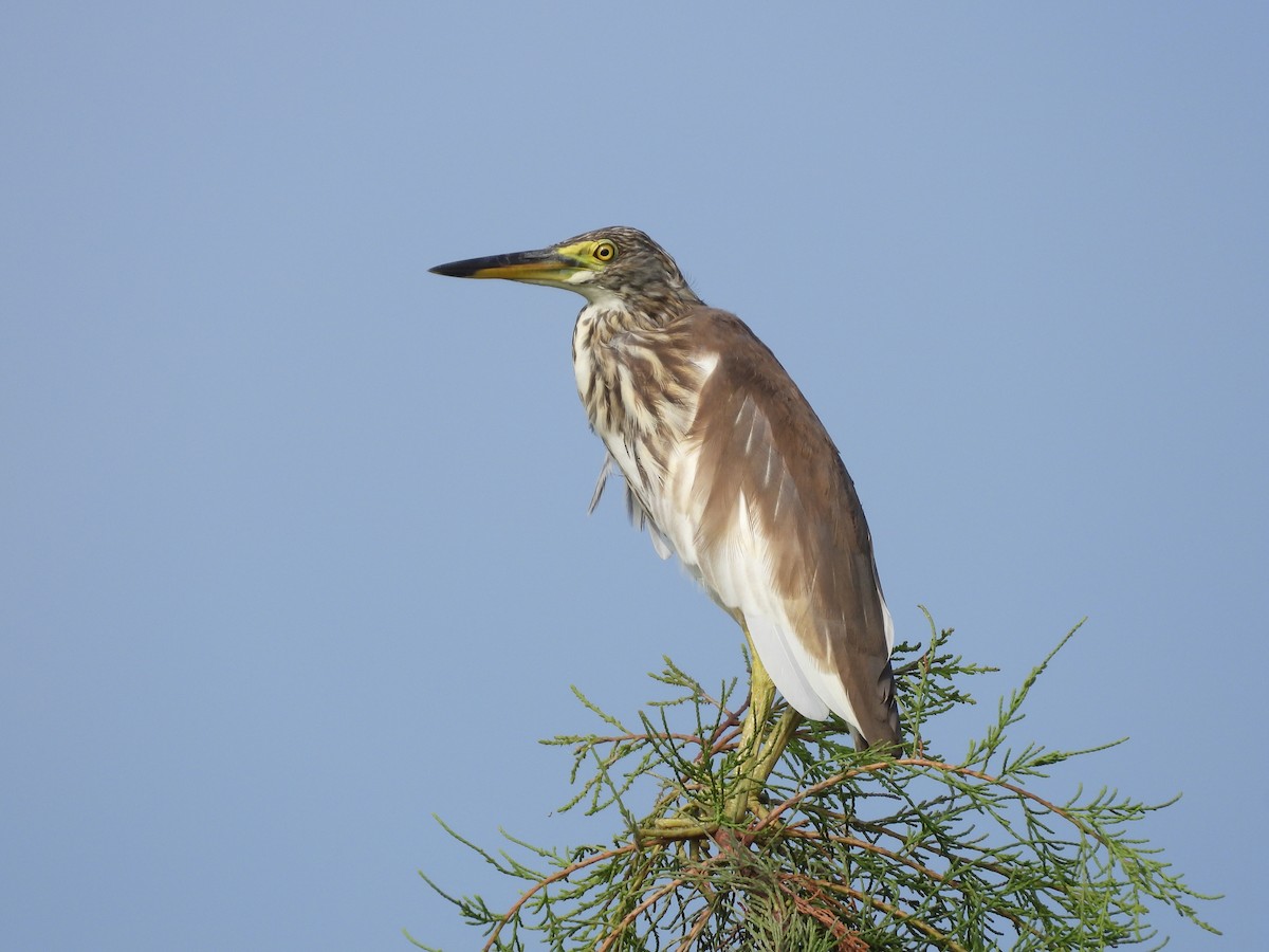 Chinese Pond-Heron - Jonathan Hu