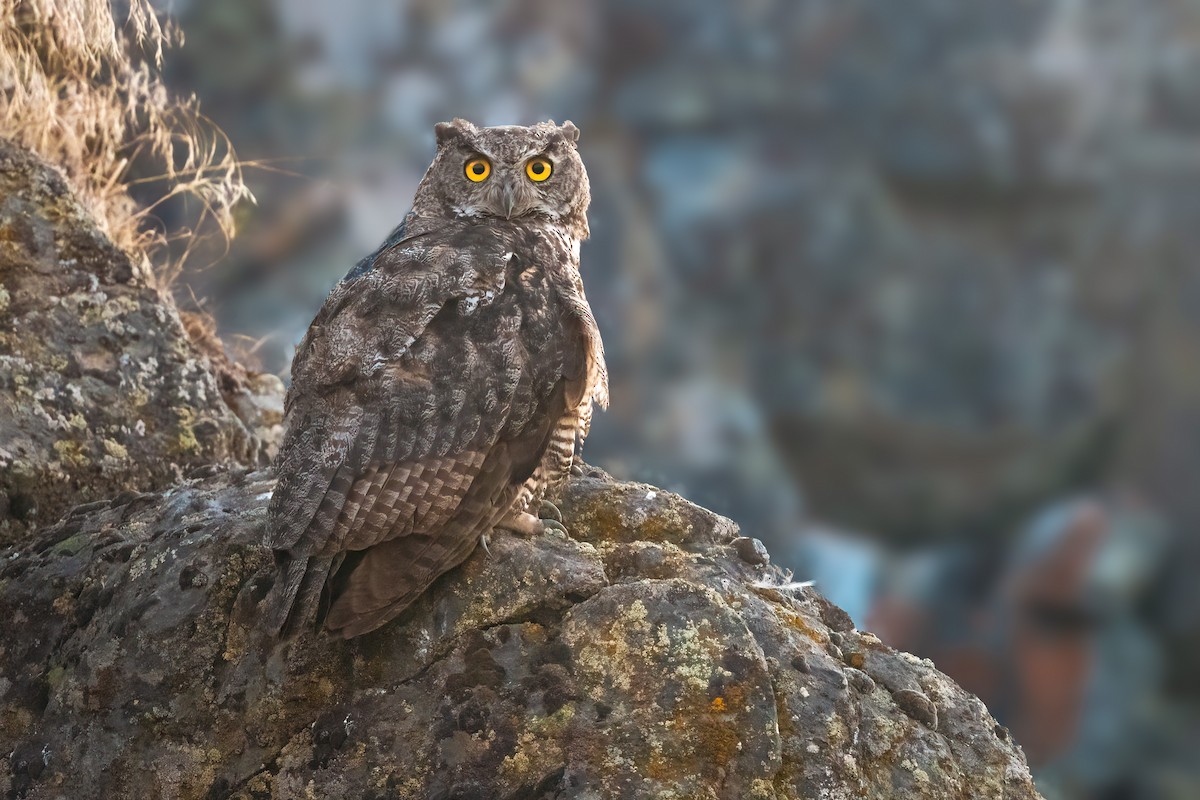 Great Horned Owl - Mike Birge