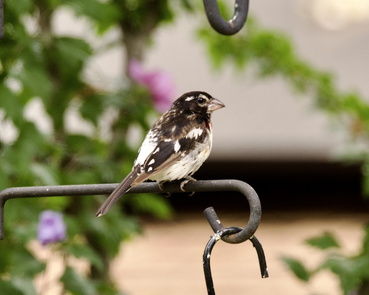 Rose-breasted Grosbeak - ML473236071