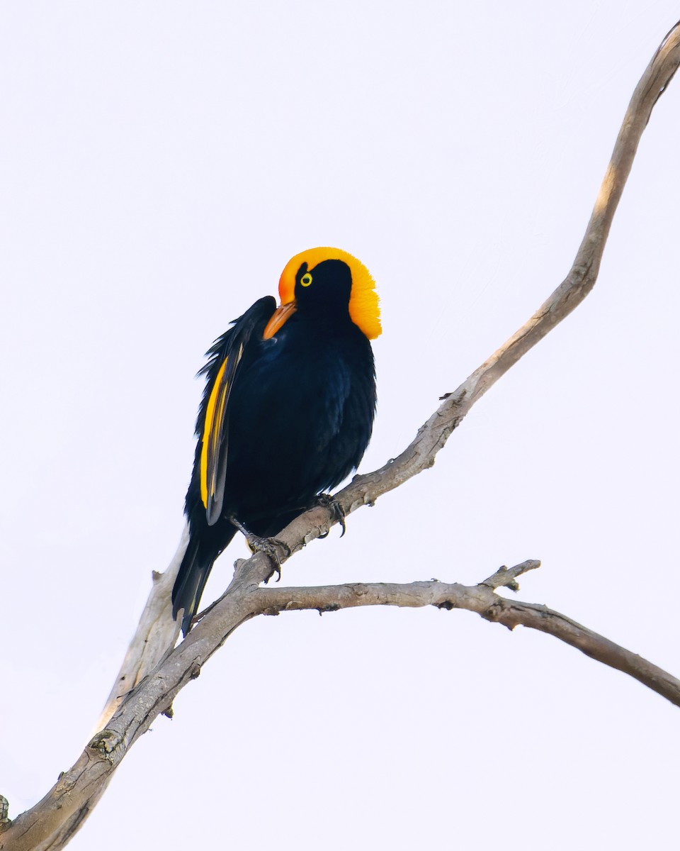 Regent Bowerbird - Jarrod Kath