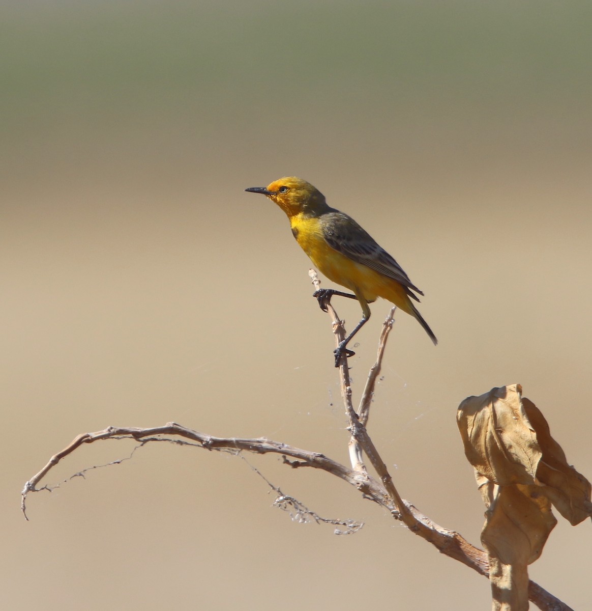 Yellow Chat - Gavin Bieber