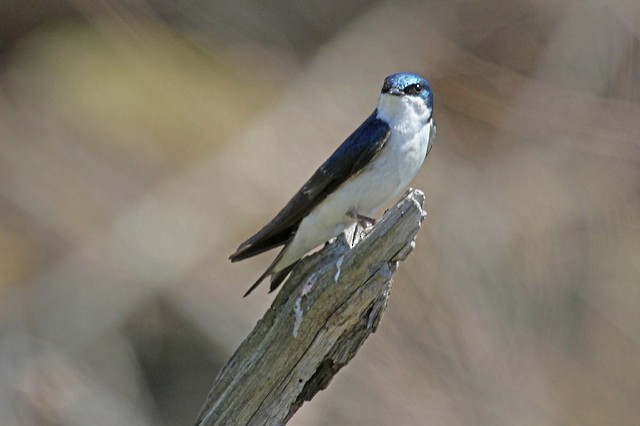 Golondrina Bicolor - ML47323661