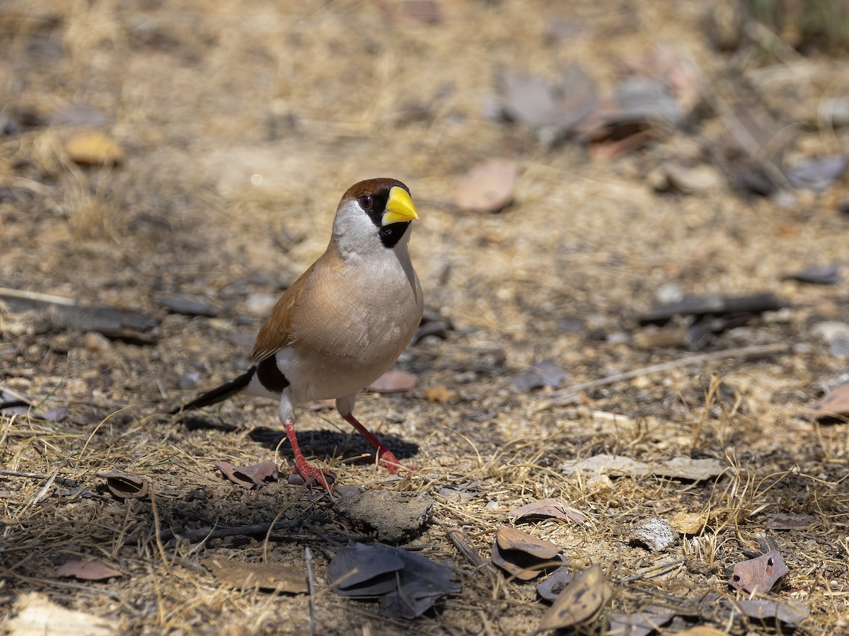 Masked Finch - ML473236931