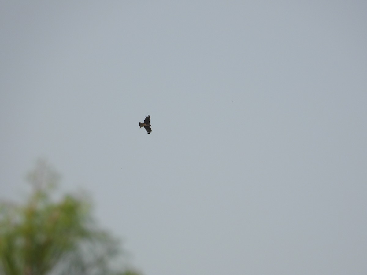 Black Kite - ML473237151