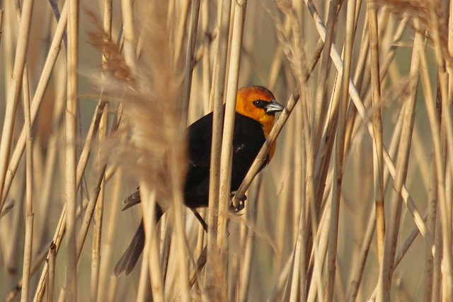 Yellow-headed Blackbird - ML47323761