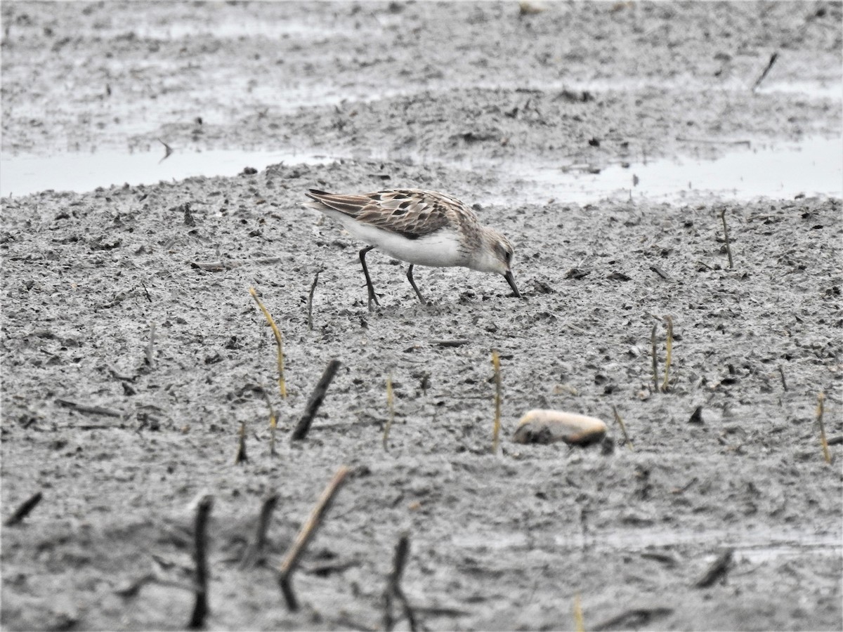 Semipalmated Sandpiper - ML473237911